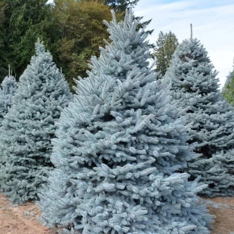 ЕЛЬ КОЛЮЧАЯ ГОЛУБАЯ (PICEA PUNGENS GLAUCA) MISTY BLUE