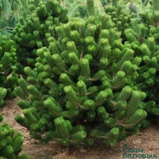 Сосна черная Ореон Грин (Pinus nigra Oregon Green)