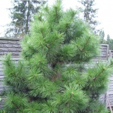 СОСНА КРЫМСКАЯ (ПАЛЛАСА) Pinus nigra pallasiana