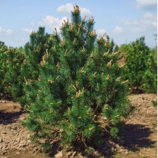 Сосна горная, крючковатая (Pinus mugo subsp. Uncinata = P.Uncinata)