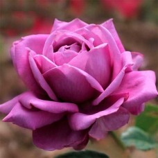 Роза чайно-гибридная Блю Парфум