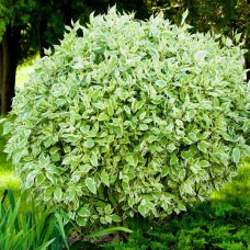 ДЕРЕН белый ЭЛЕГАНТИССИМА (Elegantissima)
