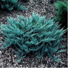 Можжевельник горизонтальный БЛЮ ЧИП (Blue Chip)