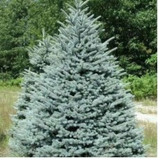 Ель колючая  Glauca КЕЙБАБ