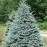 Ель колючая  Glauca КЕЙБАБ