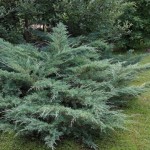 Можжевельник