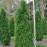 ТУЯ западная ПИРАМИДАЛИС КОМПАКТА (Pyramidalis Compacta)