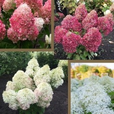 Гортензия метельчатая РОЯЛ ФЛОВЕР (Royal Flower) Гортензия метельчатая РОЯЛ ФЛОВЕР (Royal Flower)