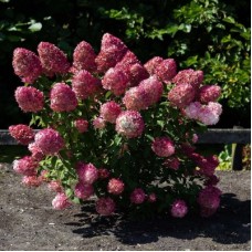 Гортензия метельчатая ПИНК ЭНД РОУЗ (Pink & Rose)