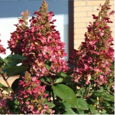 Гортензия метельчатая ВИМС РЕД (Wim’s Red) Гортензия метельчатая ВИМС РЕД (Wim’s Red)