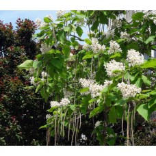 КАТАЛЬПА БИГНОНИЕВИДНАЯ КАТАЛЬПА БИГНОНИЕВИДНАЯ