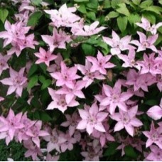 Клематис Хегли Хибрид (Hagley Hybrid)