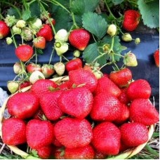 Клубника АНТЕЯ