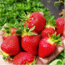 Клубника КЛЕРИ