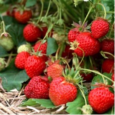 Клубника ремонтантная САН АНДРЕАС