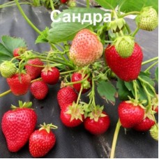 Клубника САНДРА