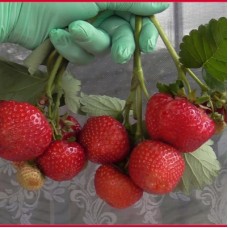 Клубника СЕНСАЦИЯ