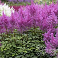 Астильба Андерса АМЕТИСТ (Amethyst)