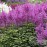 Астильба Андерса АМЕТИСТ (Amethyst)