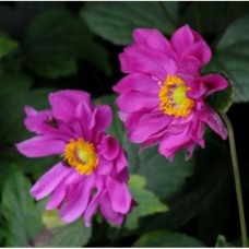 Анемона гибридная Роткапхен (Rotkäppchen)