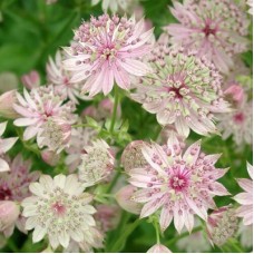 Астранция большая 