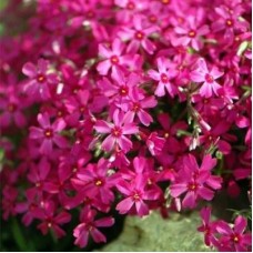 Флокс шиловидный Atropurpurea (Атропурпуреа)