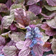 Аюга (живучка) АТРОПУРПУРЕА (Atropurpurea)