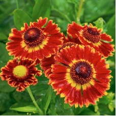 Гелениум Бандера (Bandera)