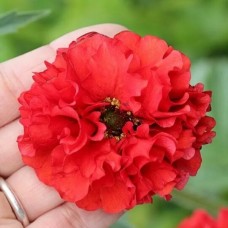 ГРАВИЛАТ чилийский БЛЕЙЗИНГ САНСЕТ