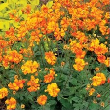 ГРАВИЛАТ чилийский ФАЙЕРБОЛ (Feuerball)