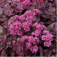 ОЧИТОК (СЕДУМ) Файркрекер (Sunsparkler Firecracker) ОЧИТОК (СЕДУМ) Файркрекер (Sunsparkler Firecracker)