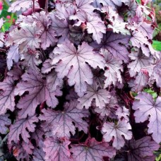 Гейхерелла Плам Каскад (Plum Cascade)