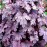 Гейхерелла Плам Каскад (Plum Cascade)