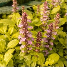 Аюга (живучка)  Золотой Слон (Gold Chang)