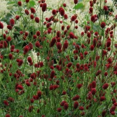 Кровохлебка лекарственная Ред Барон (Red Baron)