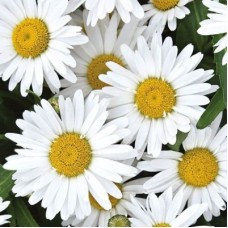 НИВЯННИК (РОМАШКА) МАДОННА НИВЯННИК (РОМАШКА) МАДОННА