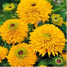 РУДБЕКИЯ МАЙЯ