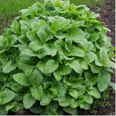 МЕЛИССА FIT МЕЛИССА FIT