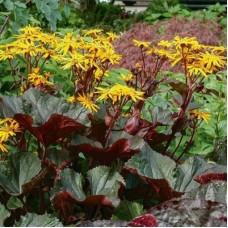 Бузульник зубчатый Миднайт Леди  (Midniqht Ladi)