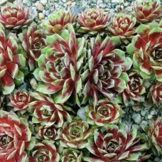 МОЛОДИЛО КАЛИНДА (Sempervivum Calinda)