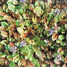 Аюга (живучка) Мультиколор. (Multicolor)
