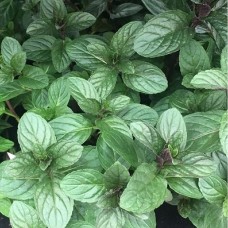 МЯТА перечная BLACK MITCHAM МЯТА перечная BLACK MITCHAM