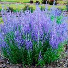 Перовския лебедолистная Блу Стил (Blue Steel)