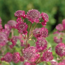 Астранция большая ПРИМАДОННА