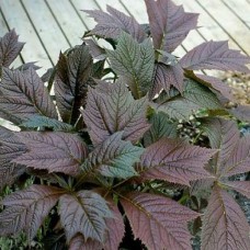 Роджерсия (Rodgersia podophylla Braunlaub)