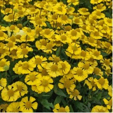 Гелениум Сомбреро (Sombrero)