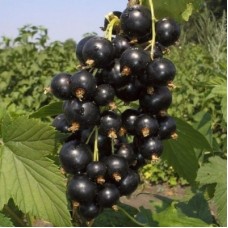 Смородина черная Белорусская сладкая