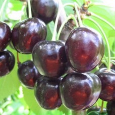 Вишня ЧЕРНАЯ КРУПНАЯ