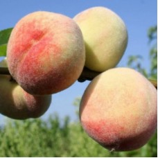 Персик ДОНЕЦКИЙ БЕЛЫЙ