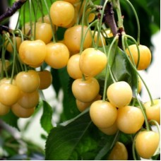 Черешня ДРОГАНА 